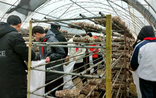 房縣沙河鄉企校聯合開展食用菌種植實踐活動