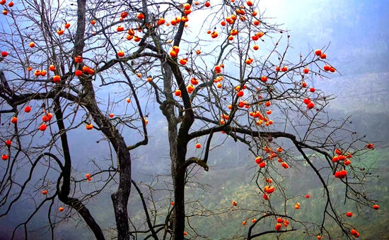 【皂角樹下】印記（外二首）