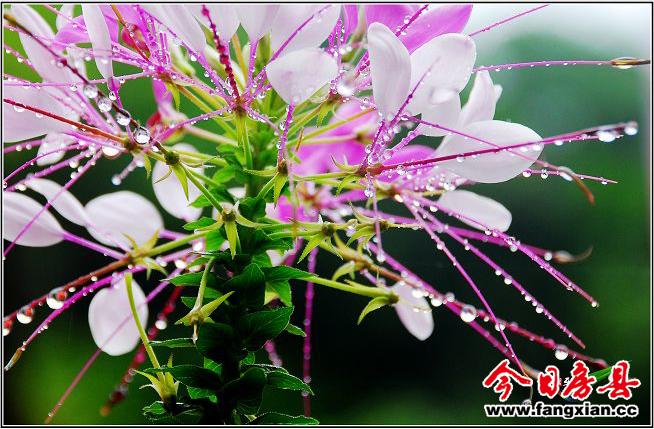 “開(kāi)光”的花