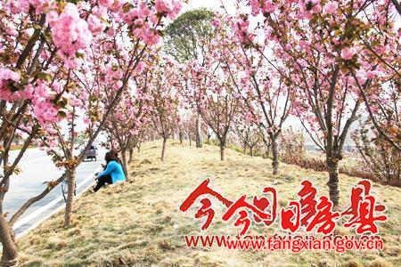 詩經文化廣場上盛開的櫻花