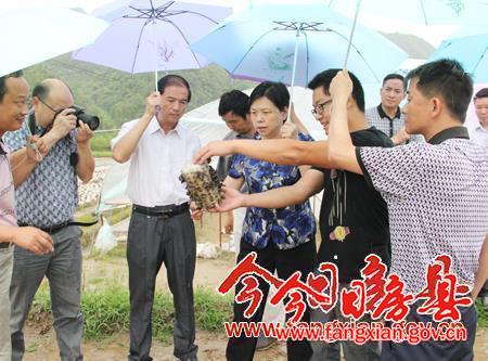 市委副書記郭俊蘋專題調研我縣食用菌產業