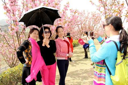 櫻花爛漫游人醉