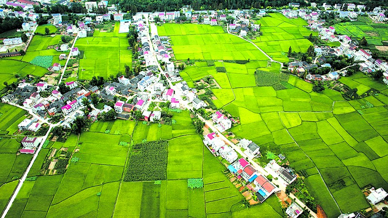 綠意蔥蘢月明村