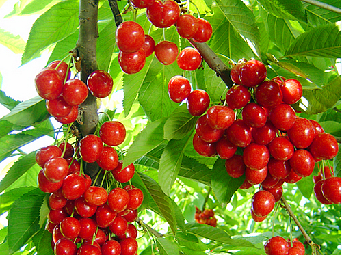 從無人問津到人氣爆棚 房縣大山崛起億元櫻桃村