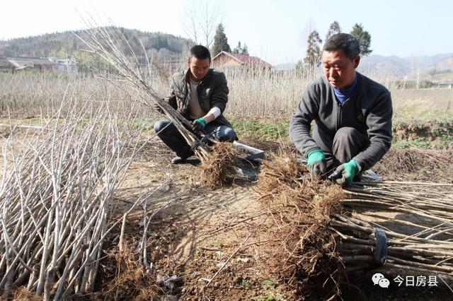 一位農民的成功嘗試