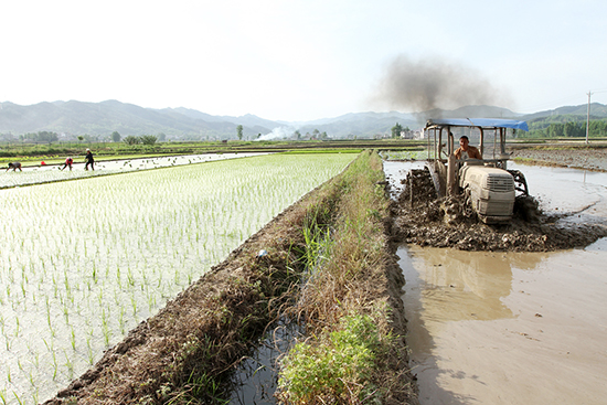 房縣互助小組幫忙缺勞力戶耙田插秧