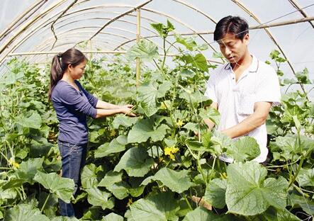 三個貧困戶的脫貧故事