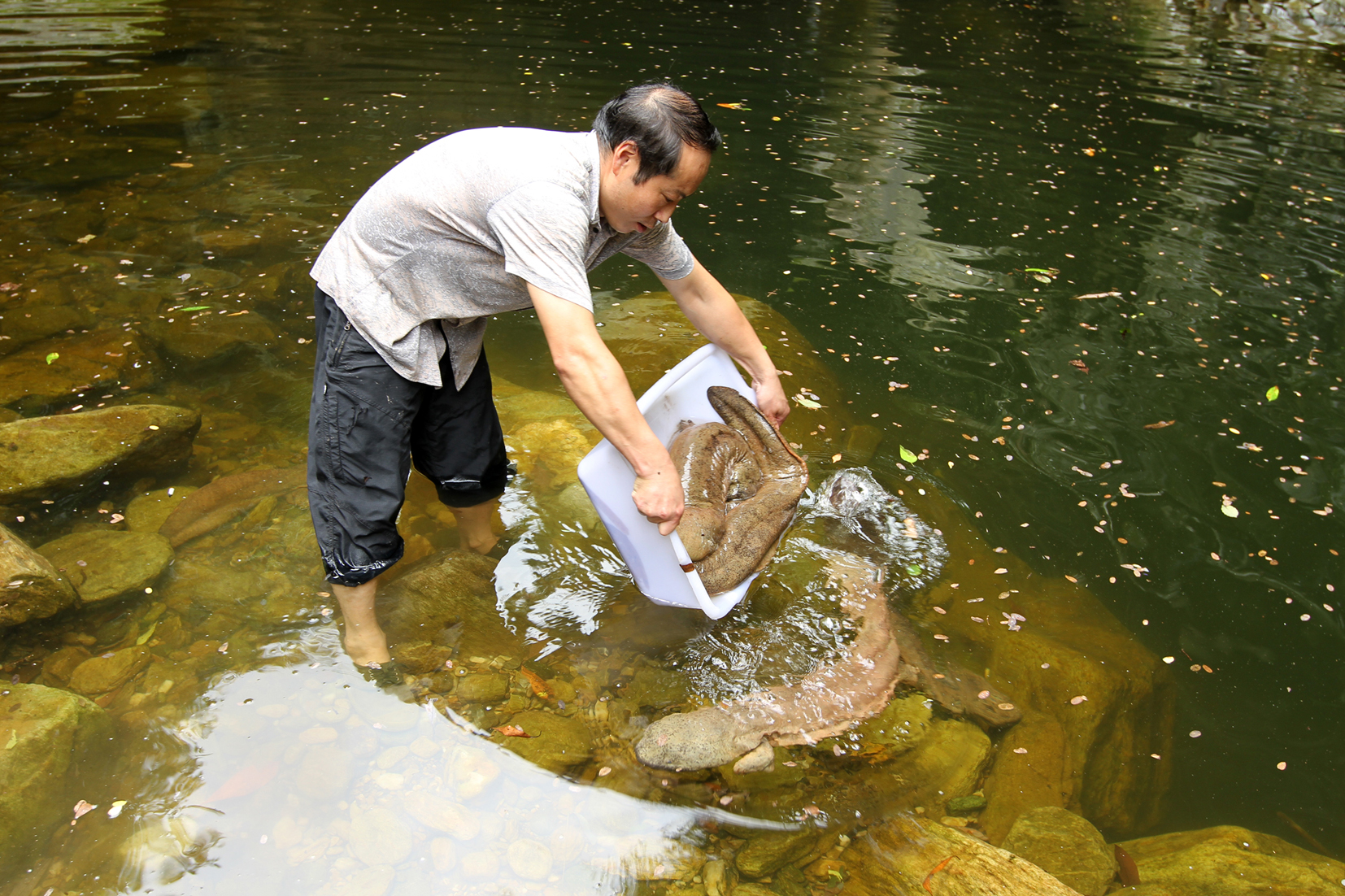 房縣成為全國四大野生大鯢主產區