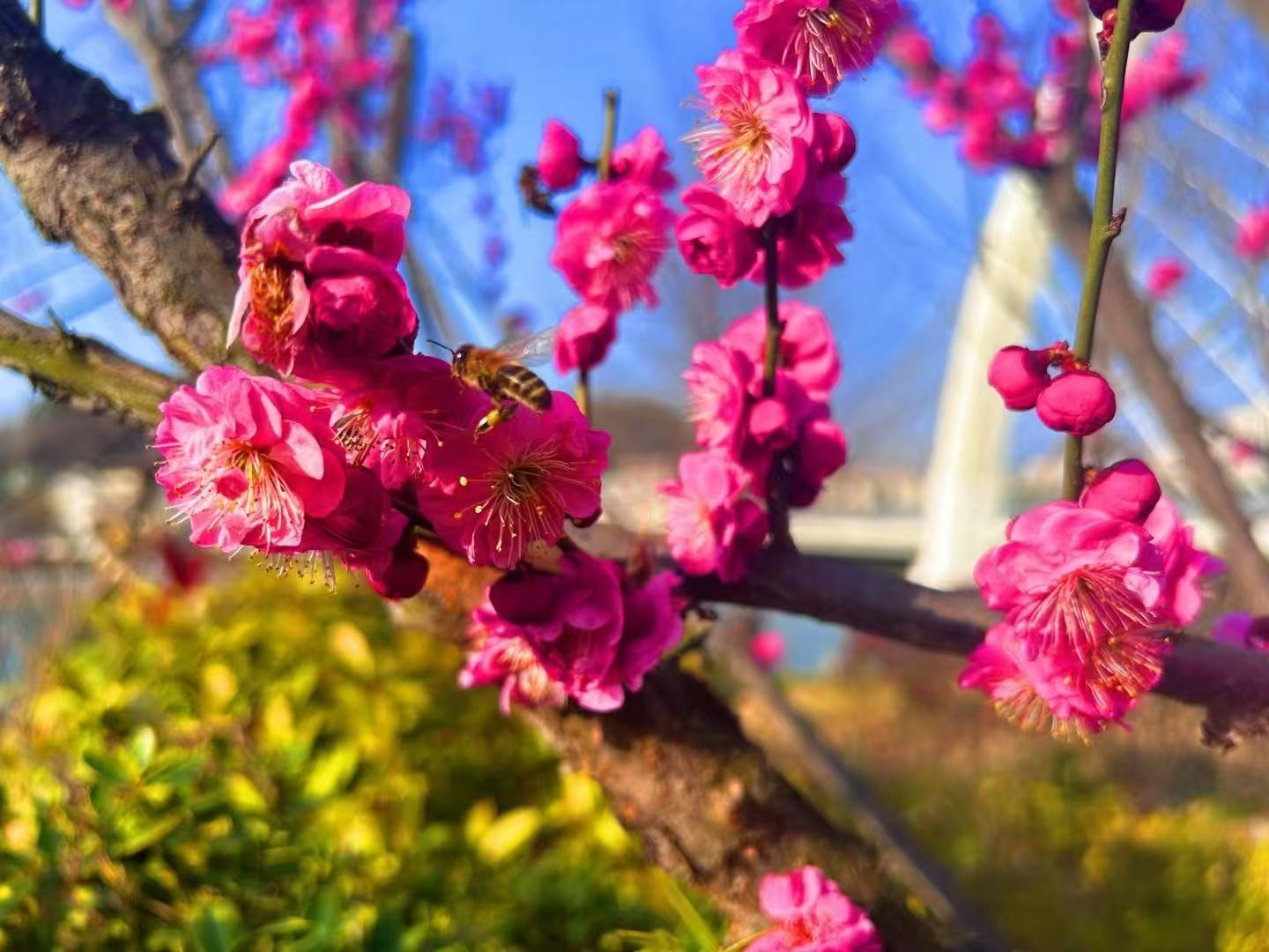 房縣：萬物隨春醒 “梅”好皆可期