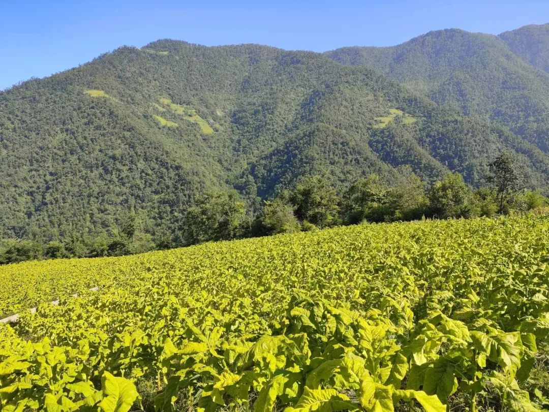 八里坡村詩意和美鄉(xiāng)村新畫卷