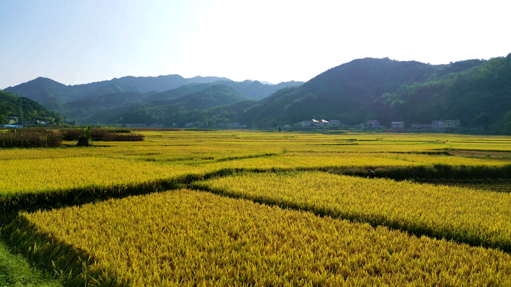 風吹稻浪遍地黃，顆粒歸倉豐收忙