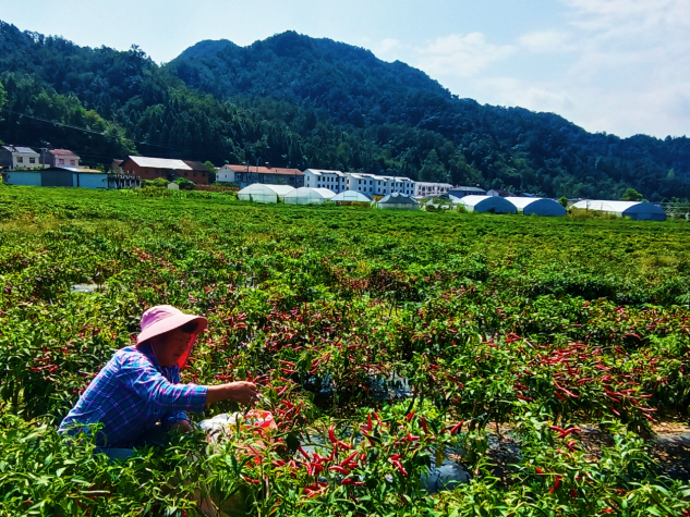 火紅辣椒喜獲豐收