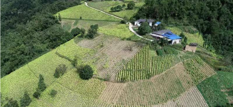 黨建引領(lǐng)樹典型產(chǎn)業(yè)發(fā)展促振興