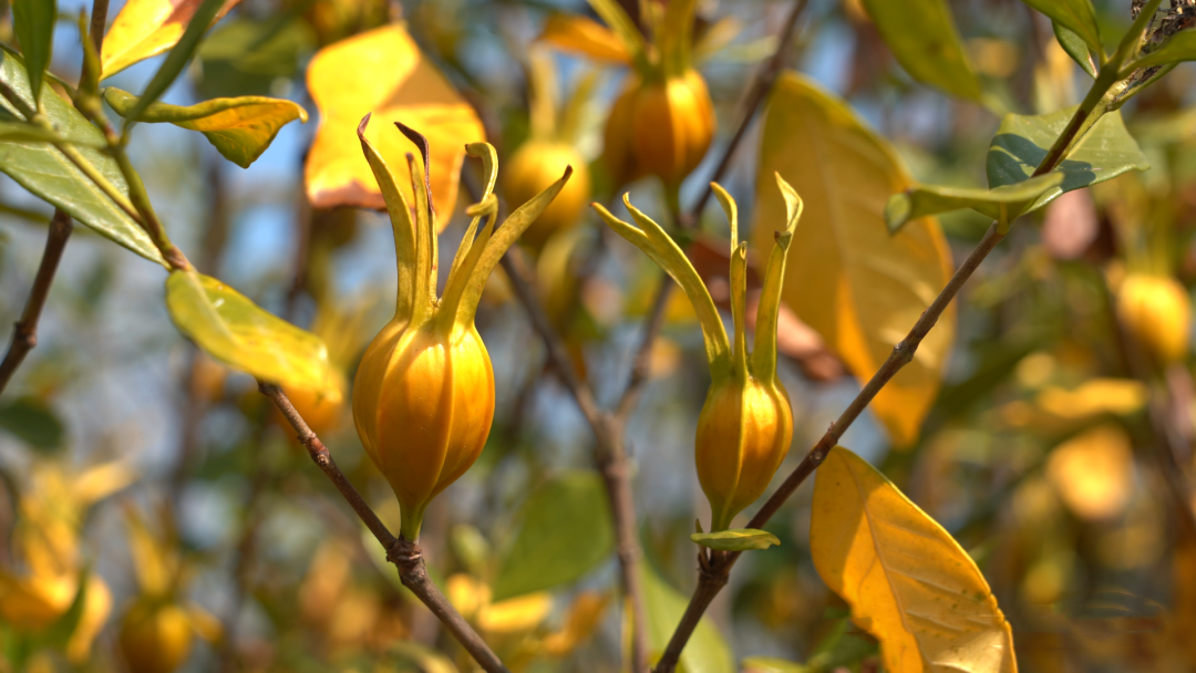 梔子飄香 豐收滿倉