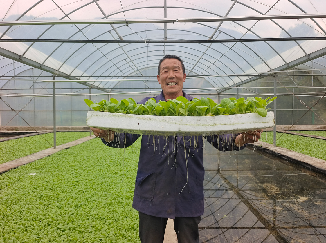 煙苗移栽正當時 栽出增收新希望