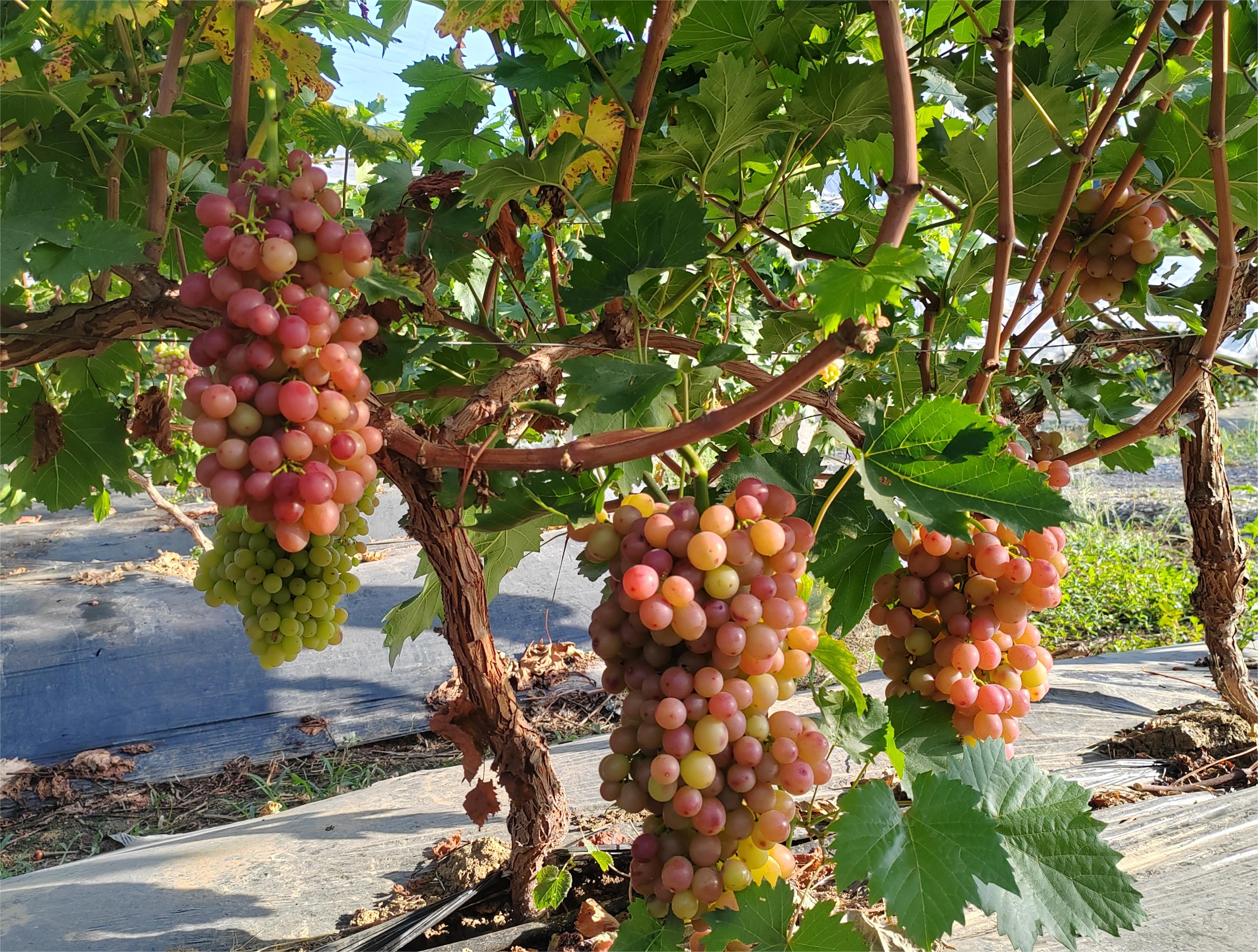 點亮“五彩”產(chǎn)業(yè)  助力鄉(xiāng)村振興