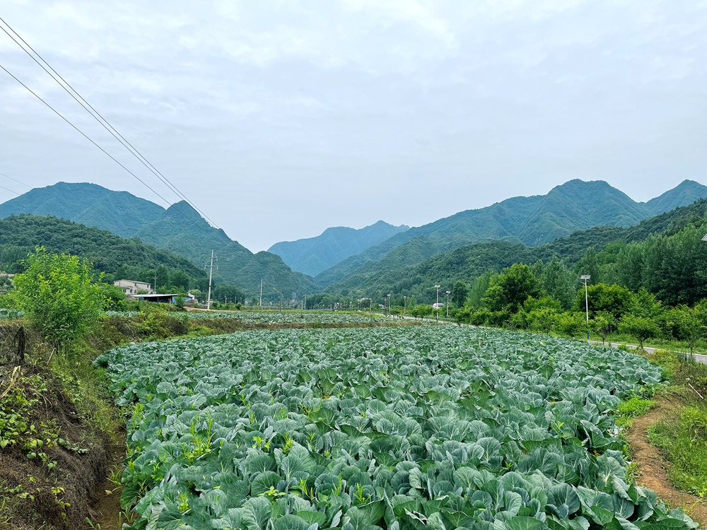 包菜喜豐收，田間采摘忙