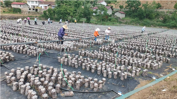 木耳豐收采摘忙 鄉(xiāng)村振興產(chǎn)業(yè)旺