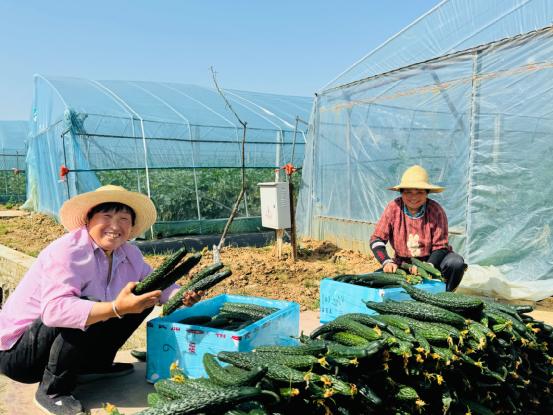 設(shè)施蔬菜“借船出?！边M入千萬家