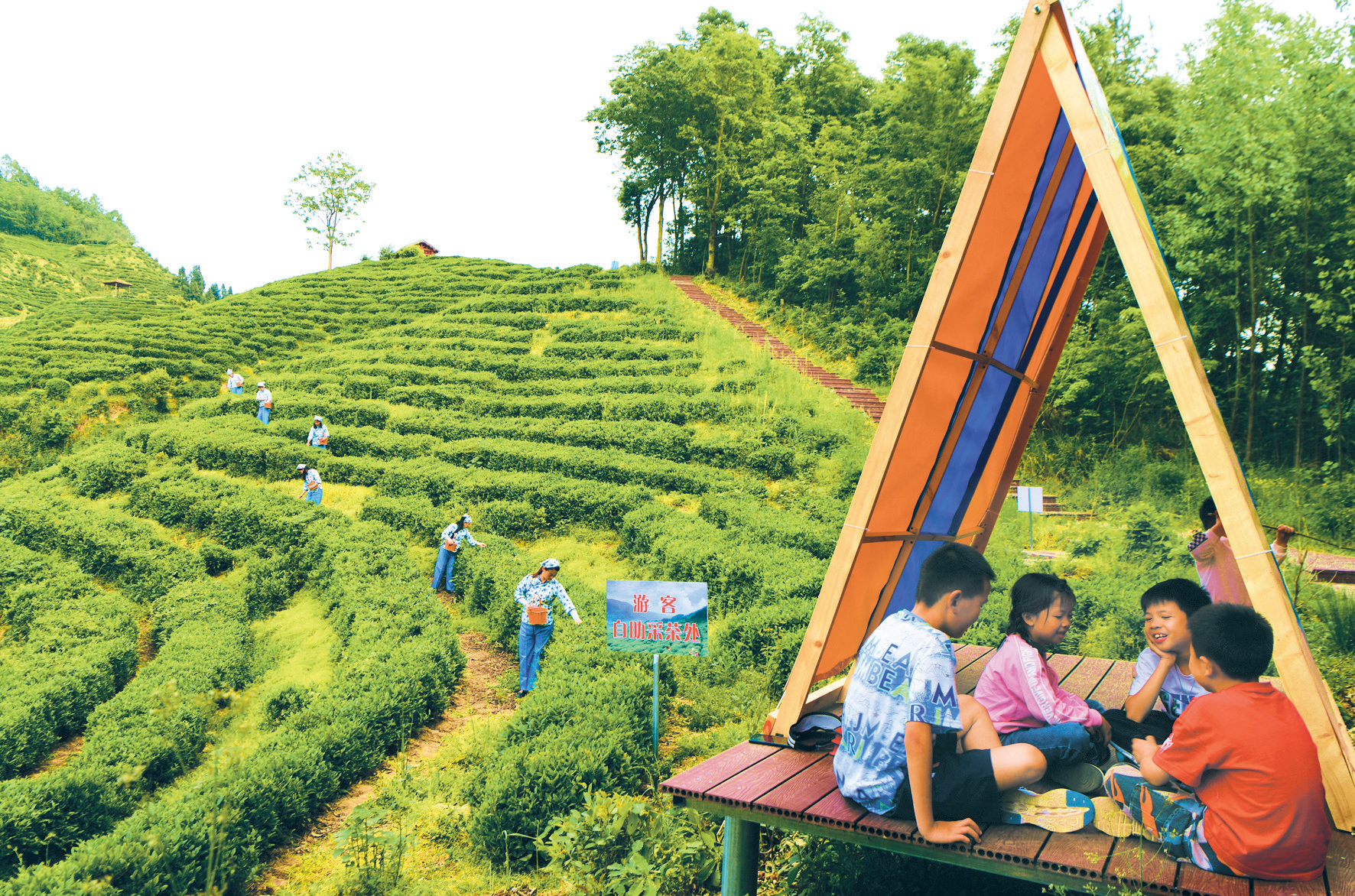 茶旅融合 興村富民