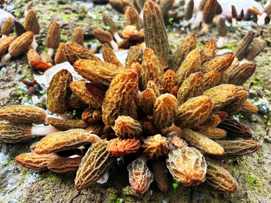 紅塔鎮(zhèn)六谷村：100余畝羊肚菌搶“鮮”上市