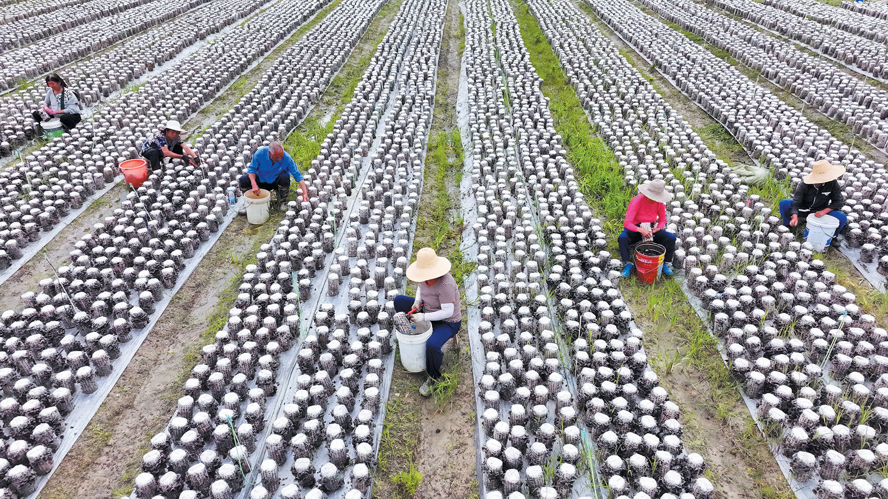 房縣黑木耳喜獲豐收