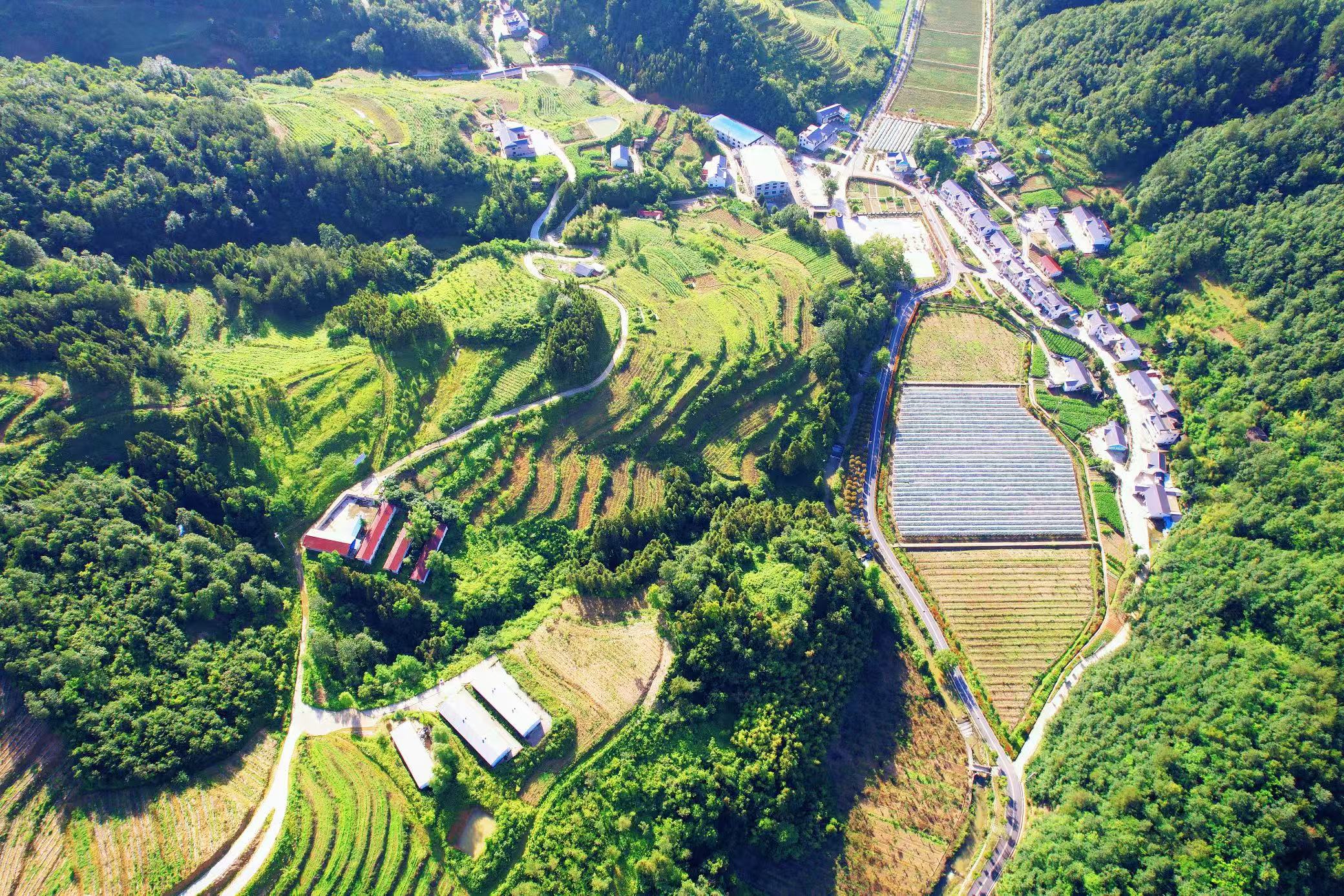 門古寺鎮(zhèn)：黃精產業(yè)旺 鄉(xiāng)村“綠富美”