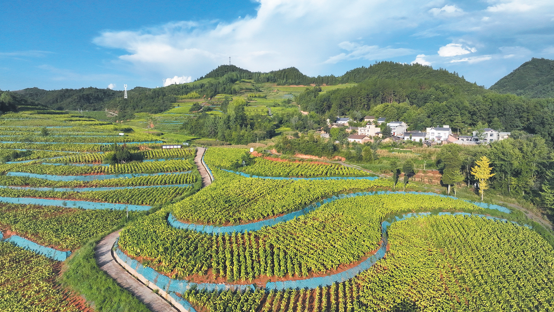 荒地長出“金葉子”