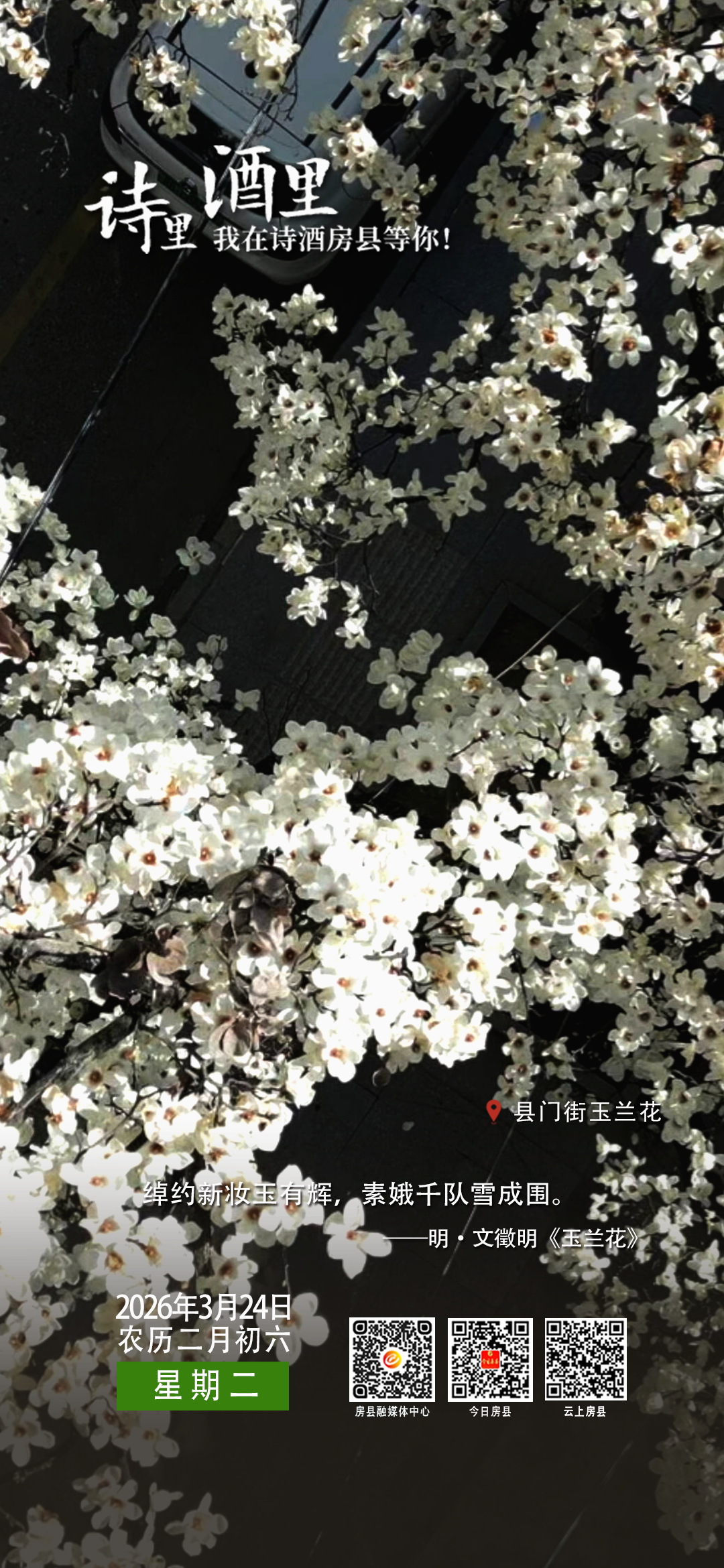 【詩里 酒里 我在詩酒房縣等你】縣門街玉蘭花