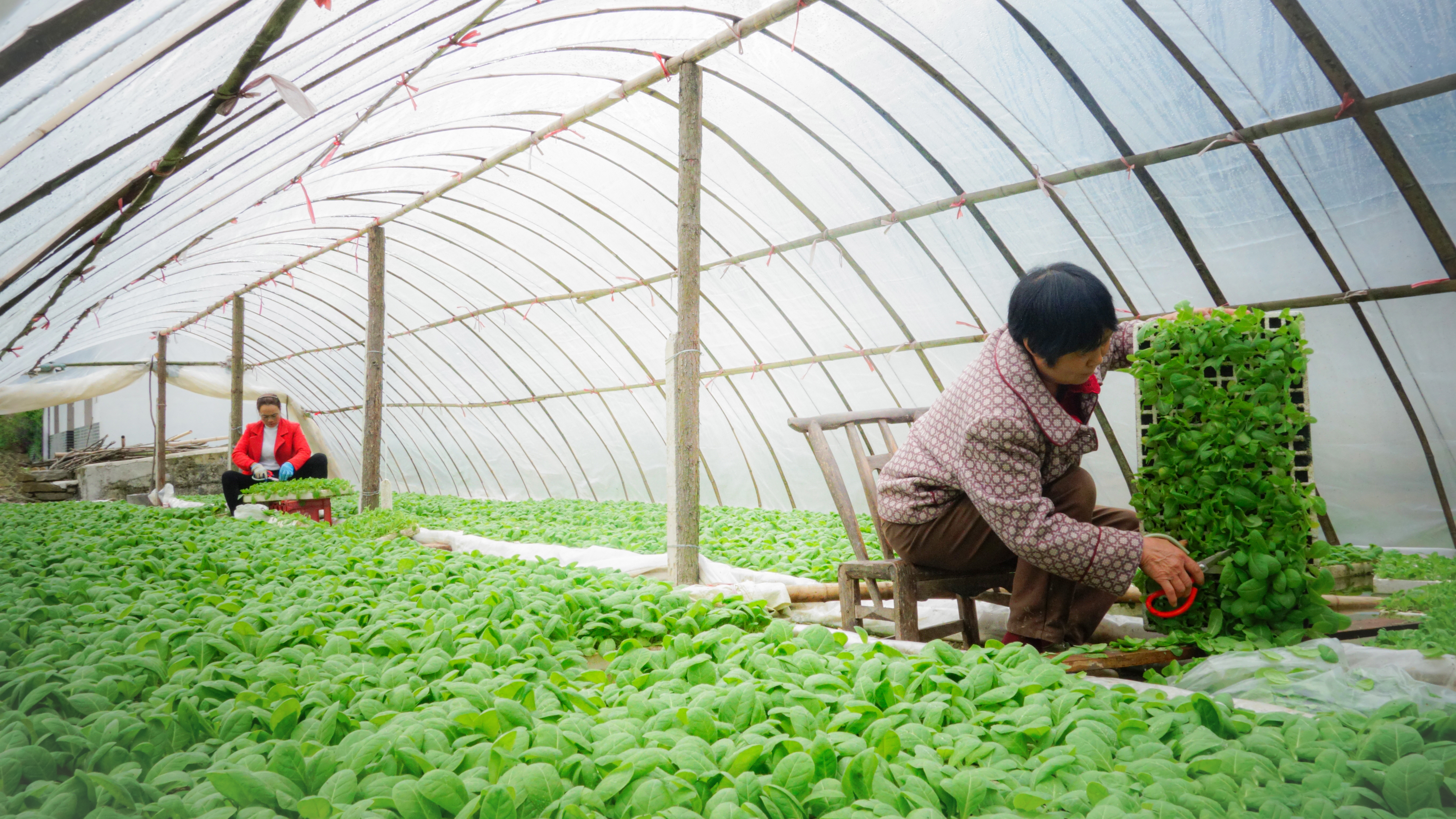 農時催人勤 煙田繪新景