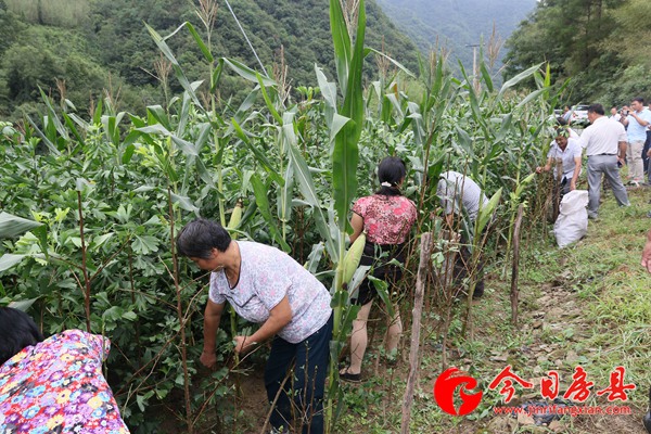 房縣召開銀杏“種管收”觀摩現(xiàn)場會