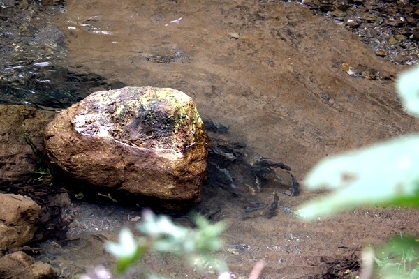 生態放養讓錢魚“回家安家”