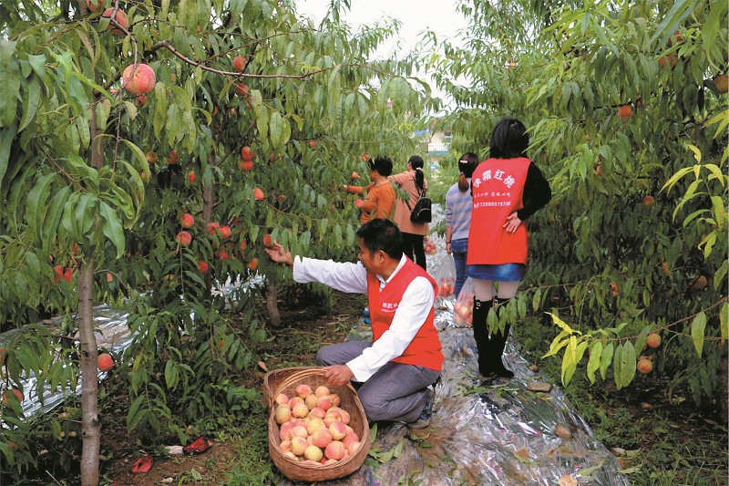 種植冬桃助增收