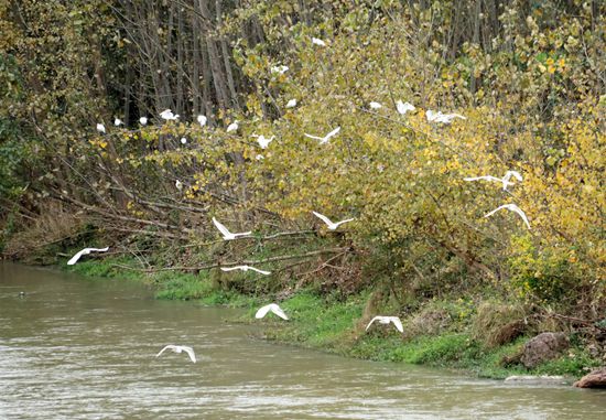 房縣：白鷺“安家”清水河畔