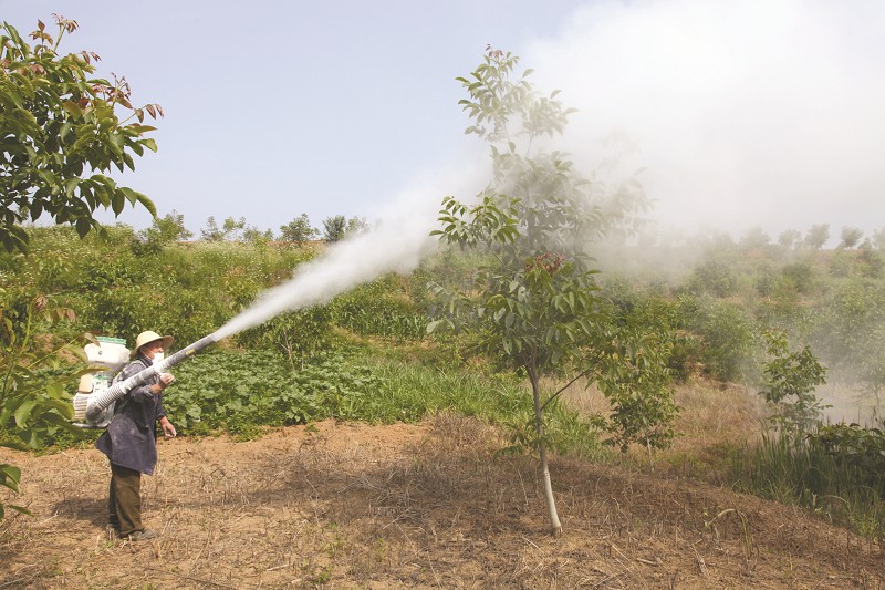 房縣大木廠鎮綜合管護核桃基地