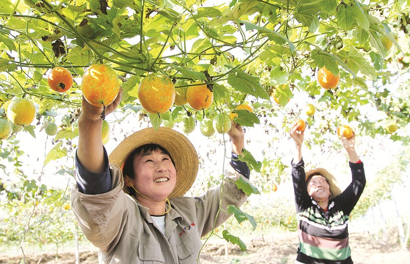 小吊瓜結出致富大果實