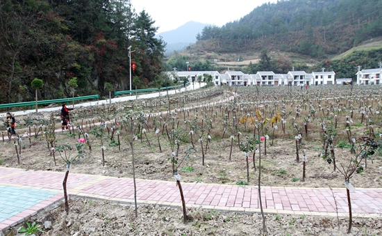 房縣移民住進花園式“別墅”