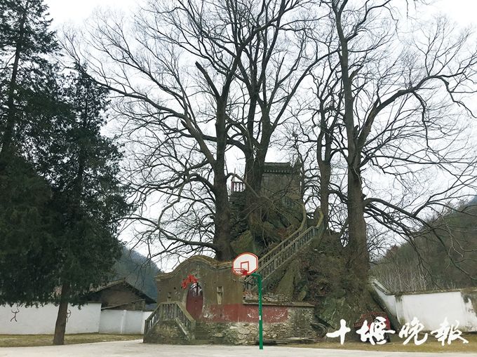 稀奇!石頭縫里長出12棵古樹