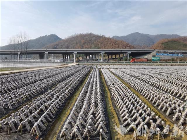 壯觀！房縣深山有個“木耳大世界”