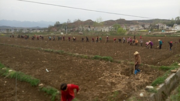 房縣亳源專業(yè)合作社免費發(fā)放中藥材種子種苗