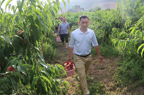 家庭農場桃紅迎客來