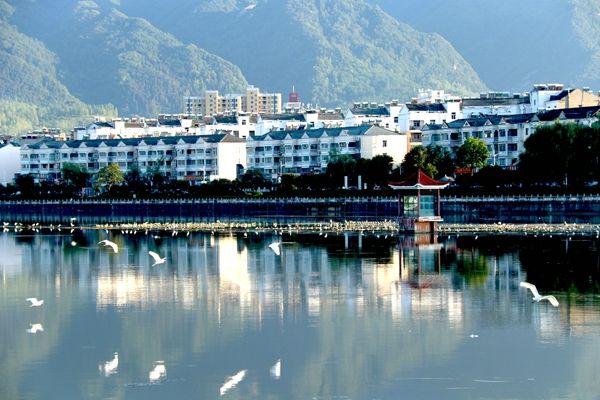 房縣：白鷺群居漢江流域馬欄河