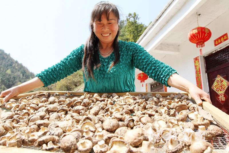 年產干品4000噸 帶動千余貧困戶增收 房縣香菇香飄海內外