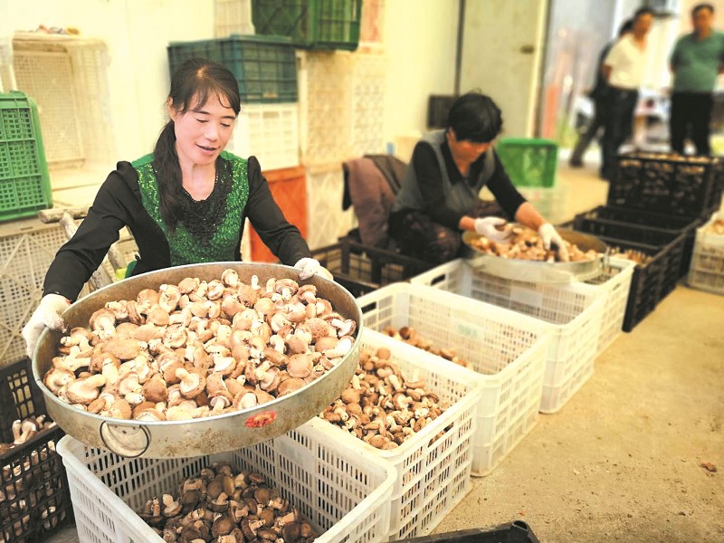 食用菌產業助增收致富
