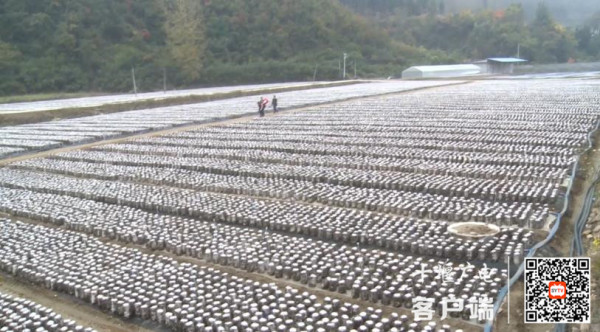 一畝地經(jīng)濟(jì)效益達(dá)到15萬元！十堰科技扶貧“拔窮根”