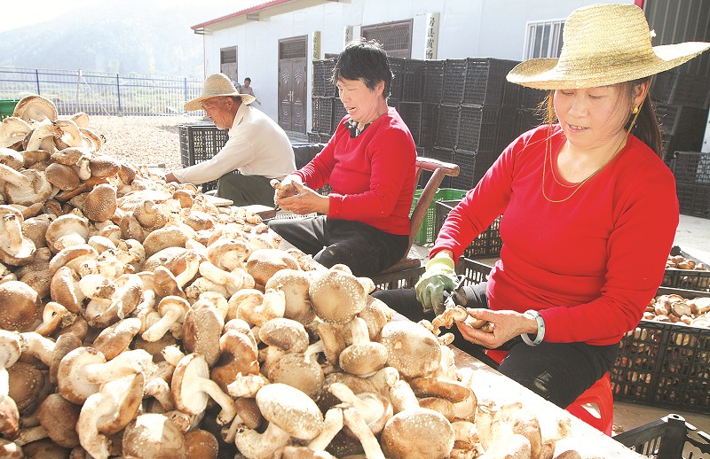 耳菇豐產 農戶增收