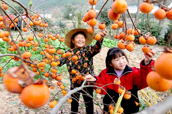 房縣：火紅柿子成了農民致富的“金果果”