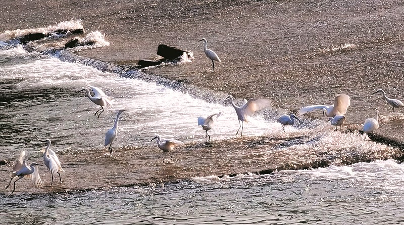 白鷺起舞馬欄河