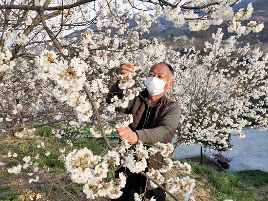 房縣一農民給櫻桃樹疏花實行“計劃生育”