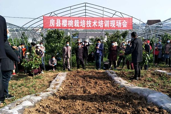 房縣舉辦櫻桃種植技術培訓